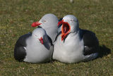 Gulls Skuas and Petrels